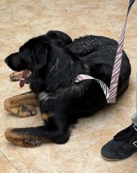 Found/Stray Female Dog last seen Leisure World, Mesa, AZ 85206