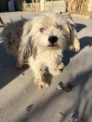 Found/Stray Male Dog last seen Sultana, Hesperia, CA 92340