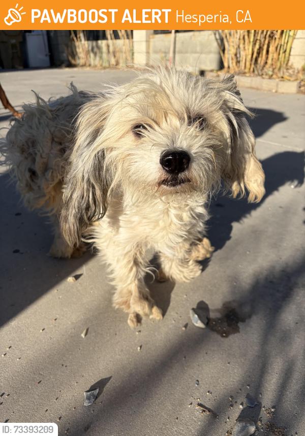 Found/Stray Male Dog last seen Sultana, Hesperia, CA 92340