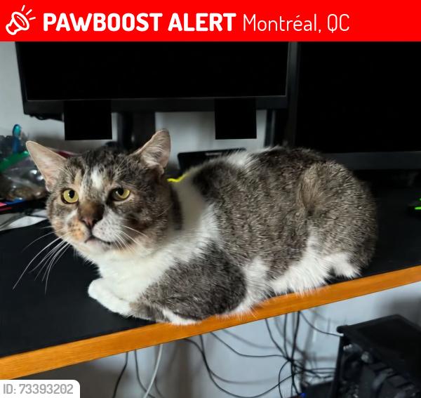 Lost Male Cat last seen Blvd Gouin, Montréal, QC 