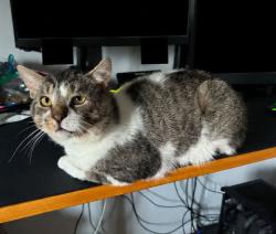 Lost Male Cat last seen Blvd Gouin, Montréal, QC 