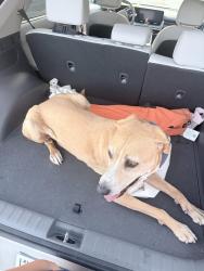 Found/Stray Male Dog last seen Upper crown, La Cañada Flintridge, CA 91011