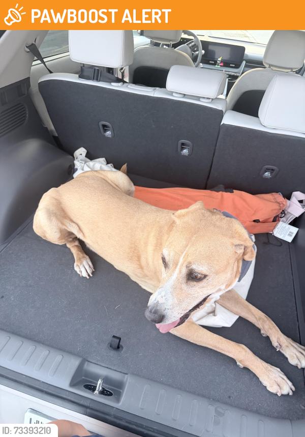 Found/Stray Male Dog last seen Upper crown, La Cañada Flintridge, CA 91011