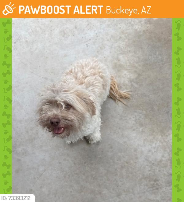 Found/Stray Female Dog last seen Jackrabbit and the i10 and woodlands, Buckeye, AZ 85396