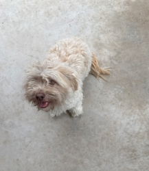Found/Stray Female Dog last seen Jackrabbit and the i10 and woodlands, Buckeye, AZ 85396