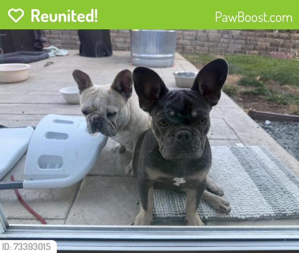 Reunited Unknown Dog last seen San Jose, CA, USA, San Jose, CA 95112