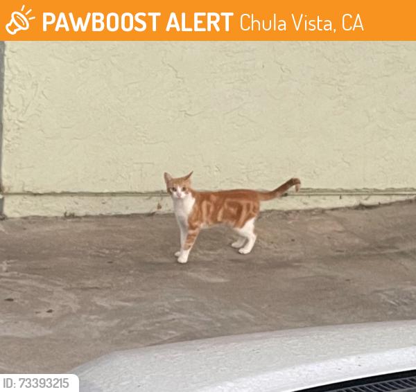 Found/Stray Unknown Cat last seen Walnut, Chula Vista, CA 91911