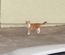 Found/Stray Unknown Cat last seen Walnut, Chula Vista, CA 91911