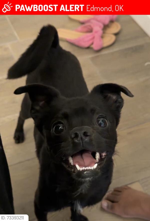 Lost Male Dog last seen N May Ave, Covell, Edmond, OK 73012