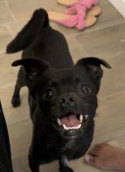 Lost Male Dog last seen N May Ave, Covell, Edmond, OK 73012