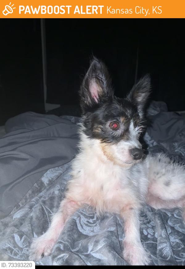 Found/Stray Female Dog last seen Kansas City ks, Kansas City, KS 66101