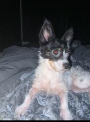 Found/Stray Female Dog last seen Kansas City ks, Kansas City, KS 66101
