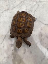 Found/Stray Unknown Reptile last seen Hillside, Rancho Cucamonga, CA 91737