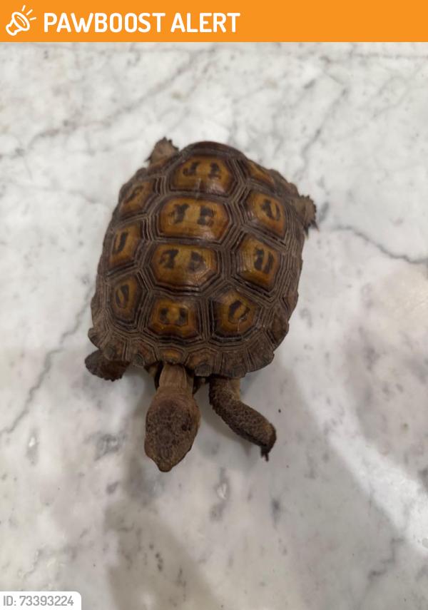 Found/Stray Unknown Reptile last seen Hillside, Rancho Cucamonga, CA 91737