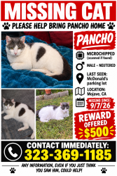 Lost Male Cat last seen McDonald’s Drive Thru, Mojave, CA 93501