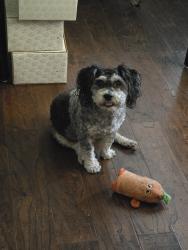 Reunited Male Dog last seen Near Coke Ave, Lakewood, CA 90712, USA, Lakewood, CA 90712