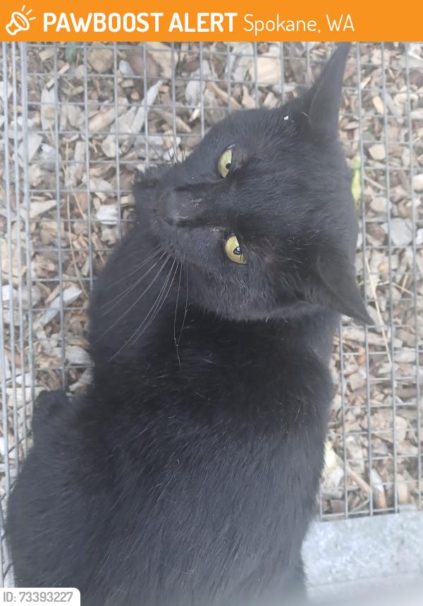 Found/Stray Unknown Cat last seen 11th and spruce, Spokane, WA 99224