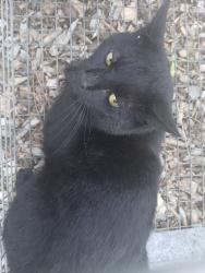 Found/Stray Unknown Cat last seen 11th and spruce, Spokane, WA 99224