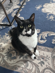 Lost Male Cat last seen Seahurst & 51st, Everett, Everett, WA 98203