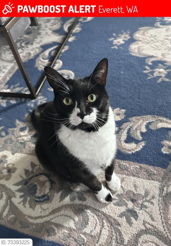 Lost Male Cat last seen Seahurst & 51st, Everett, Everett, WA 98203