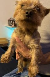 Found/Stray Male Dog last seen Ramon across from Wienerschnitzel’s, Cathedral City, CA 92234