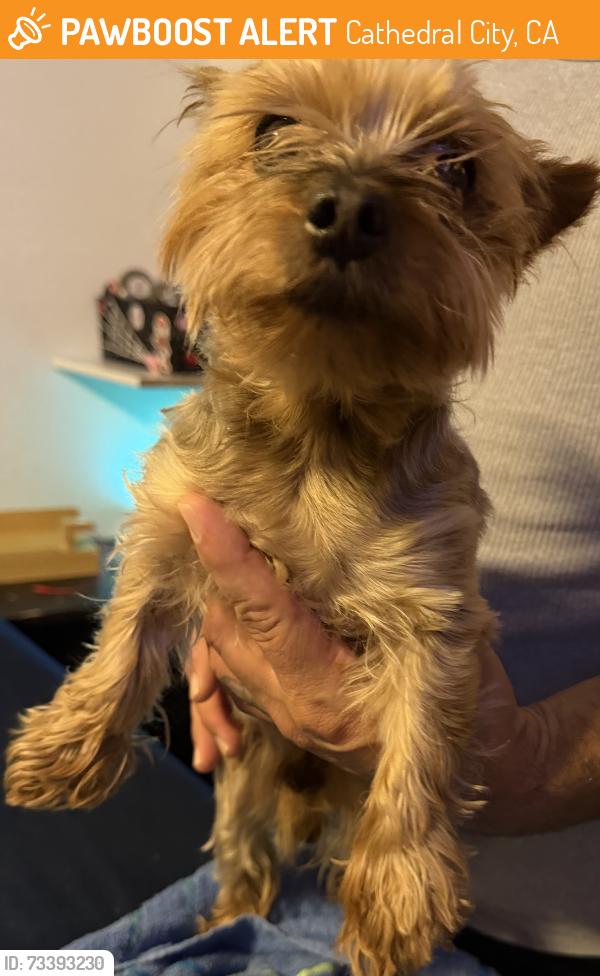 Found/Stray Male Dog last seen Ramon across from Wienerschnitzel’s, Cathedral City, CA 92234