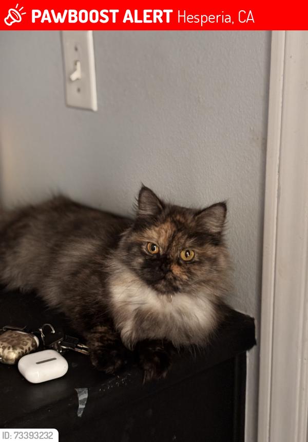 Lost Female Cat last seen Topaz ave and smoke tree st, Hesperia, CA 92344