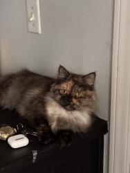 Lost Female Cat last seen Topaz ave and smoke tree st, Hesperia, CA 92344