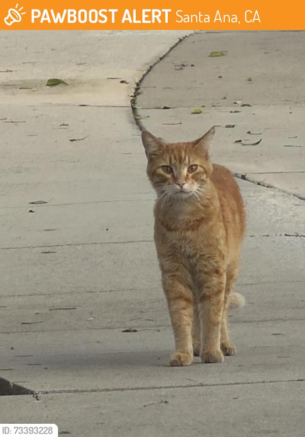 Found/Stray Male Cat last seen Tustin & 17th street area near In n Out, Santa Ana, CA 92705