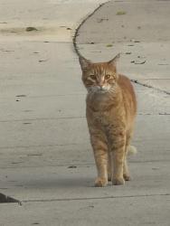 Found/Stray Male Cat last seen Tustin & 17th street area near In n Out, Santa Ana, CA 92705