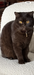 Reunited Male Cat last seen Saturn st and alvira st., Los Angeles, CA 90035