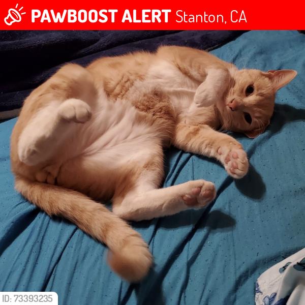 Lost Male Cat last seen Orangewood Ave. & Santa Rosalia St., Stanton, CA, Stanton, CA 92841