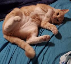 Lost Male Cat last seen Orangewood Ave. & Santa Rosalia St., Stanton, CA, Stanton, CA 92841