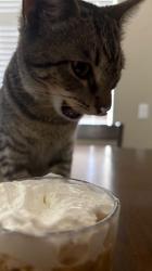 Reunited Female Cat last seen Newport rd, Menifee, CA 92584