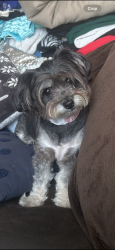 Reunited Female Dog last seen Alverson road next to sunset elementary school, San Diego, CA 92173