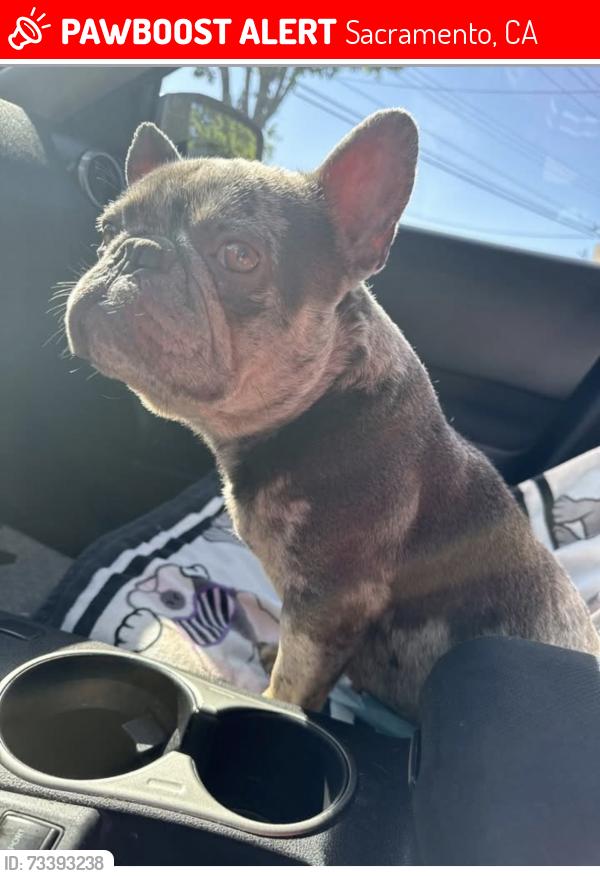 Lost Male Dog last seen 17th ave, Sacramento, CA 95820