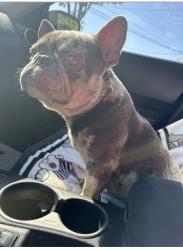 Lost Male Dog last seen 17th ave, Sacramento, CA 95820