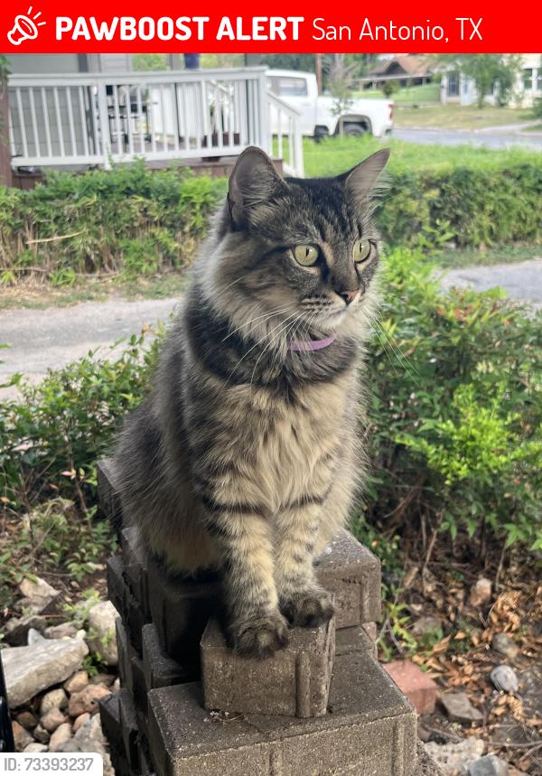 Lost Female Cat last seen Polaris St., San Antonio, TX 78202