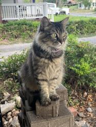 Lost Female Cat last seen Polaris St., San Antonio, TX 78202