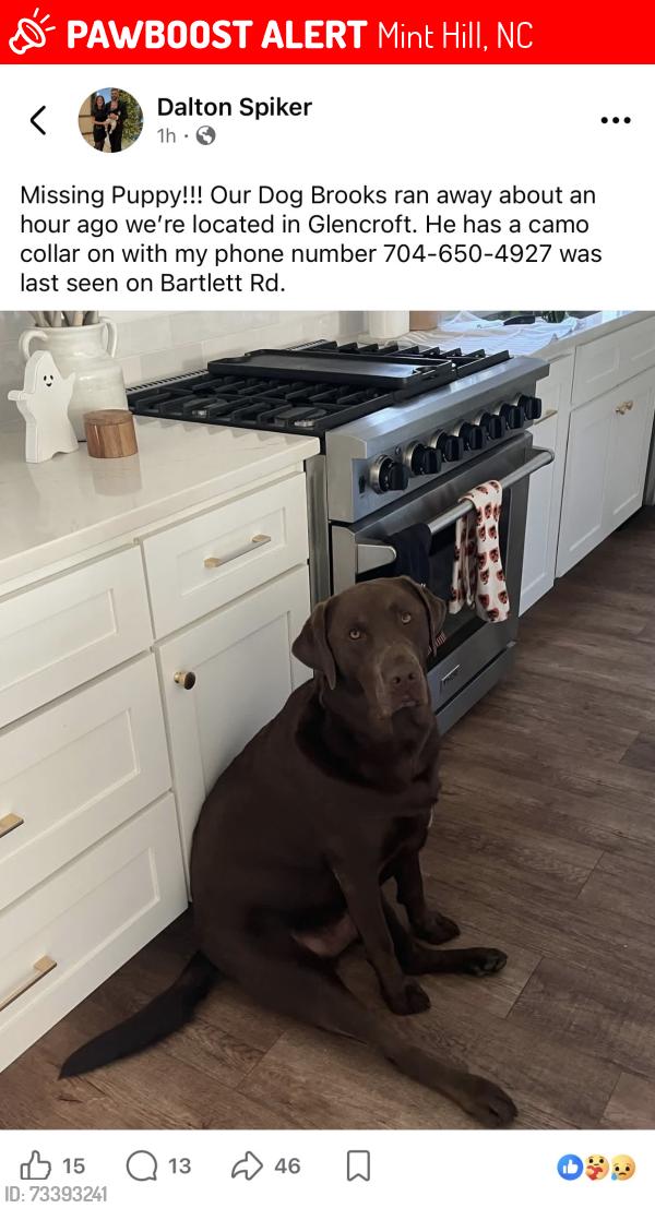 Lost Male Dog last seen Glencroft rd Minthill nc 28227, Mint Hill, NC 28227