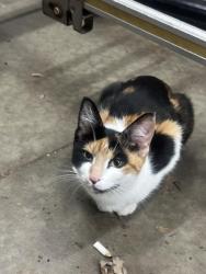 Found/Stray Female Cat last seen Near & 21 in Libertyville, Libertyville, IL 60048