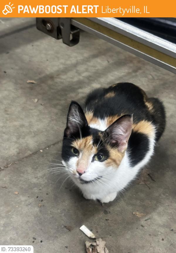Found/Stray Female Cat last seen Near & 21 in Libertyville, Libertyville, IL 60048
