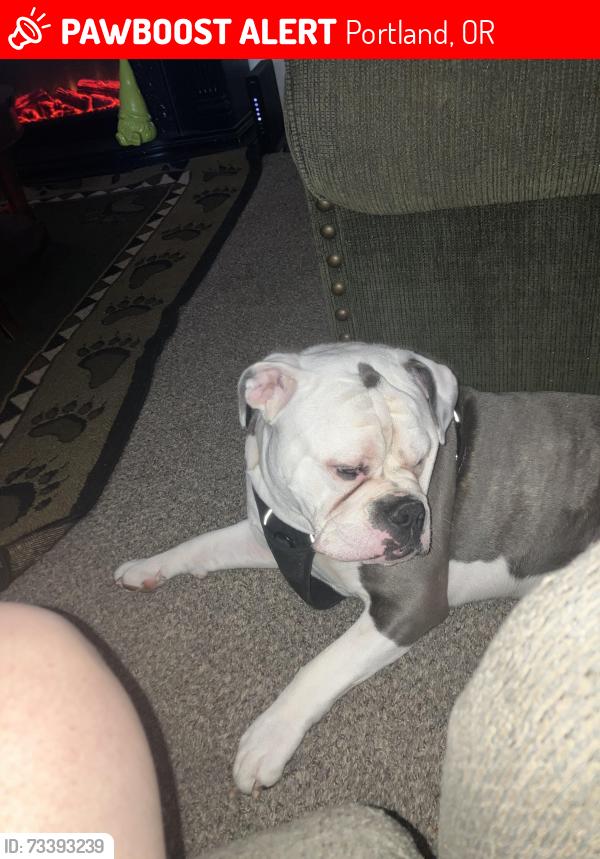 Lost Male Dog last seen Marysville school 78th and Se Raymond st, Portland, OR 97206