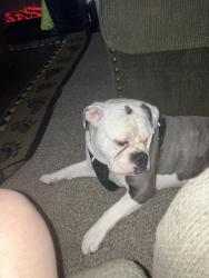 Lost Male Dog last seen Marysville school 78th and Se Raymond st, Portland, OR 97206