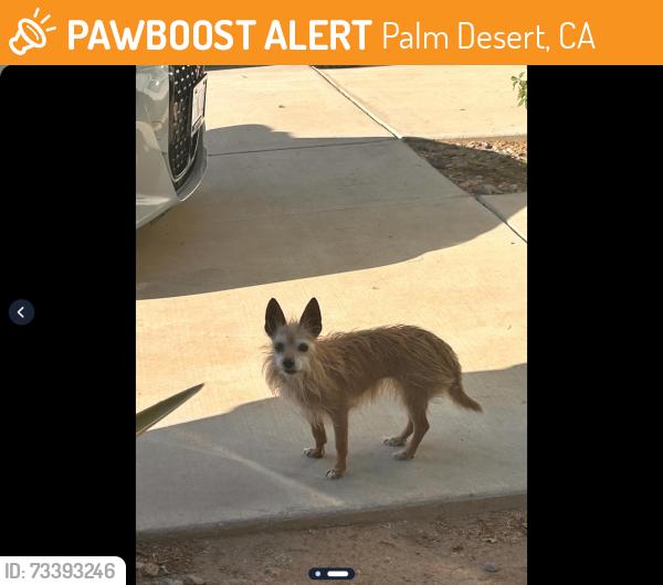 Found/Stray Unknown Dog last seen Putnam Ct, Palm Desert - first saw crossing sidewalk along Hovley Lane W, Palm Desert, CA 92260