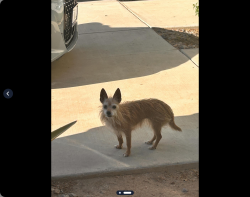 Found/Stray Unknown Dog last seen Putnam Ct, Palm Desert - first saw crossing sidewalk along Hovley Lane W, Palm Desert, CA 92260