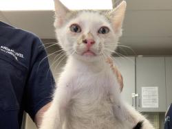 Shelter Stray Male Cat last seen Near BLOCK AVE 256, Visalia, CA 93292, USA