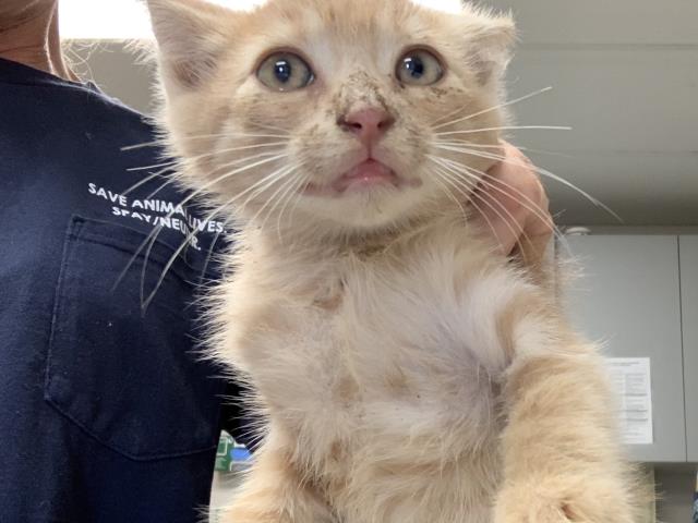 Shelter Stray Male Cat last seen Near BLOCK AVE 256, Visalia, CA 93292, USA