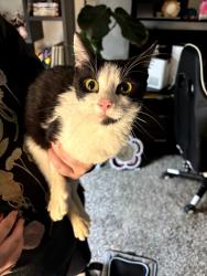 Found/Stray Female Cat last seen 71st and Crystal Bay Dr, Indianapolis, IN 46260