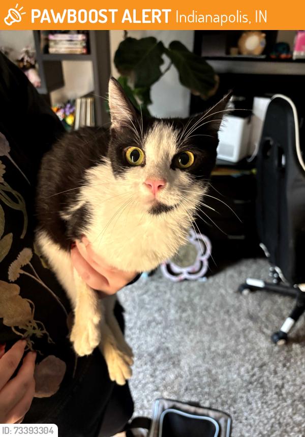 Found/Stray Female Cat last seen 71st and Crystal Bay Dr, Indianapolis, IN 46260
